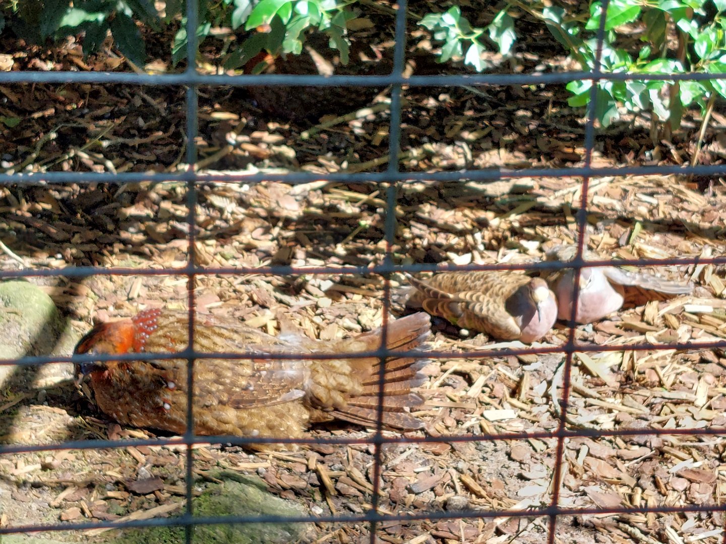 Aviaty with Temminck's tragopan and common bronzewing