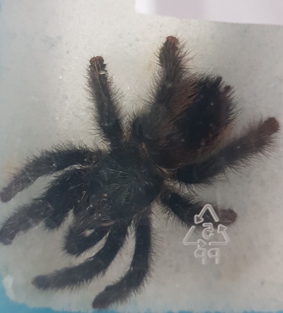 Avicularia braunshauseni