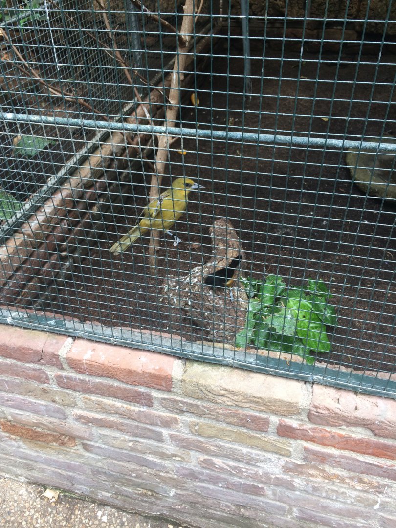 Avifauna bird ID (tropical hall)