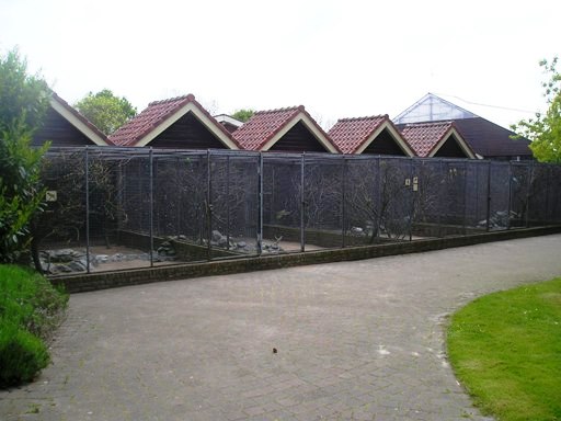 Avifauna in Alpen a/d Rijn (NL) Parakeets around 2006