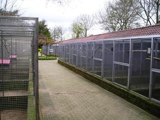 Avifauna in Alpen a/d Rijn (NL) Parrots around 2006