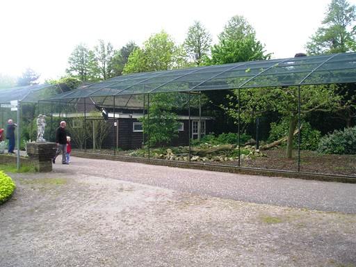 Avifauna in Alpen a/d Rijn (NL) Stellerseagles around 2006