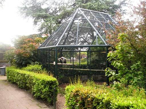 Avifauna in Alpen a/d Rijn (NL) Vulture around 2006
