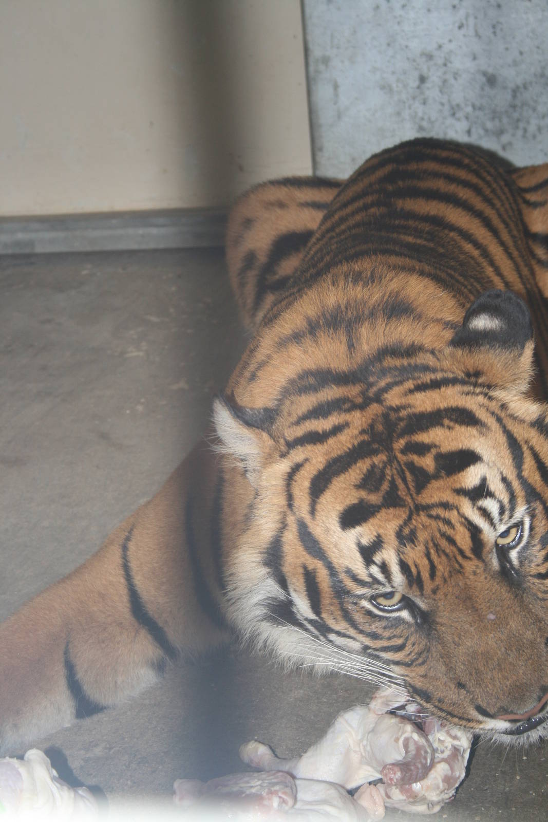 avigdor the male tiger eating chicken