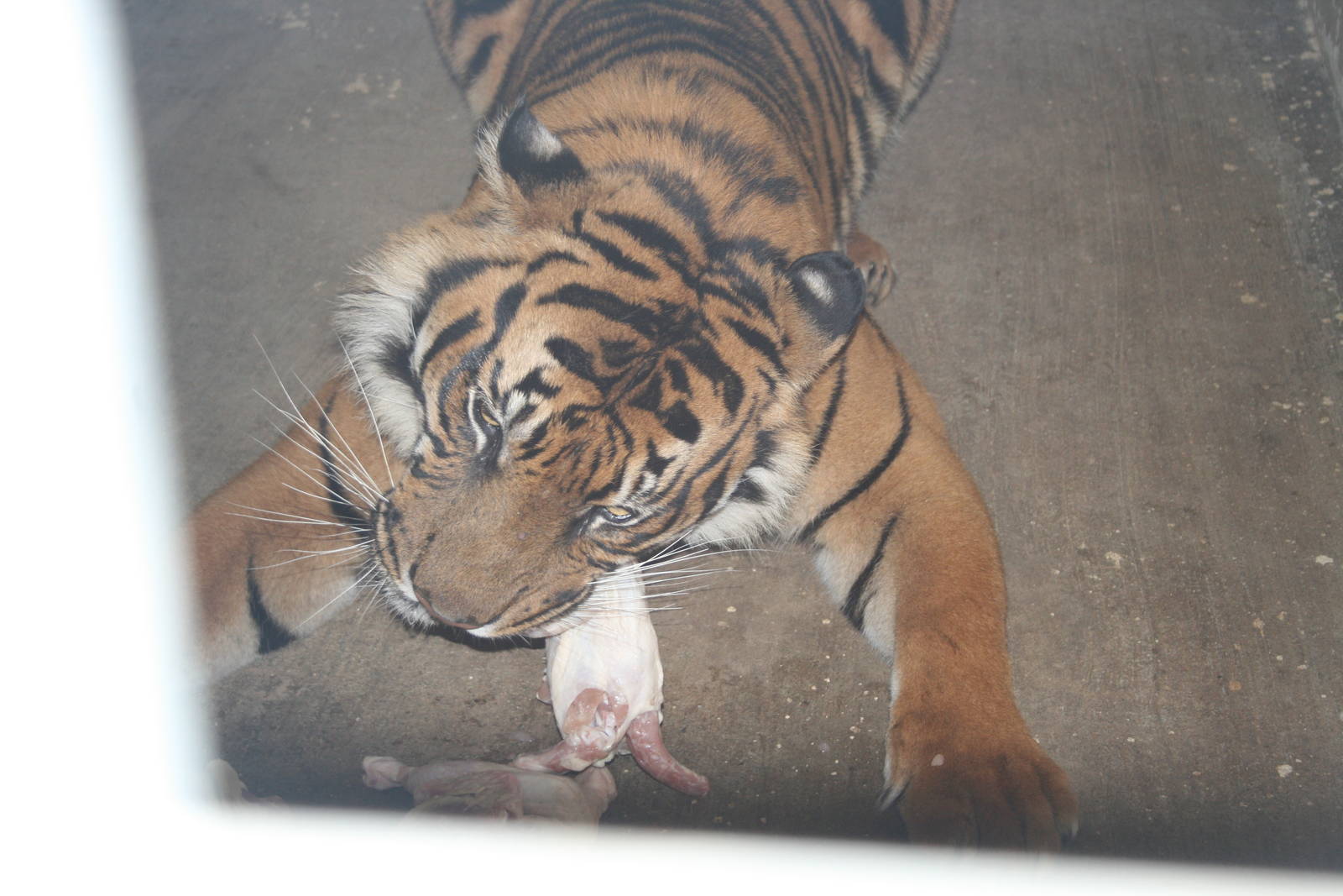 avigdor the male tiger eating chicken