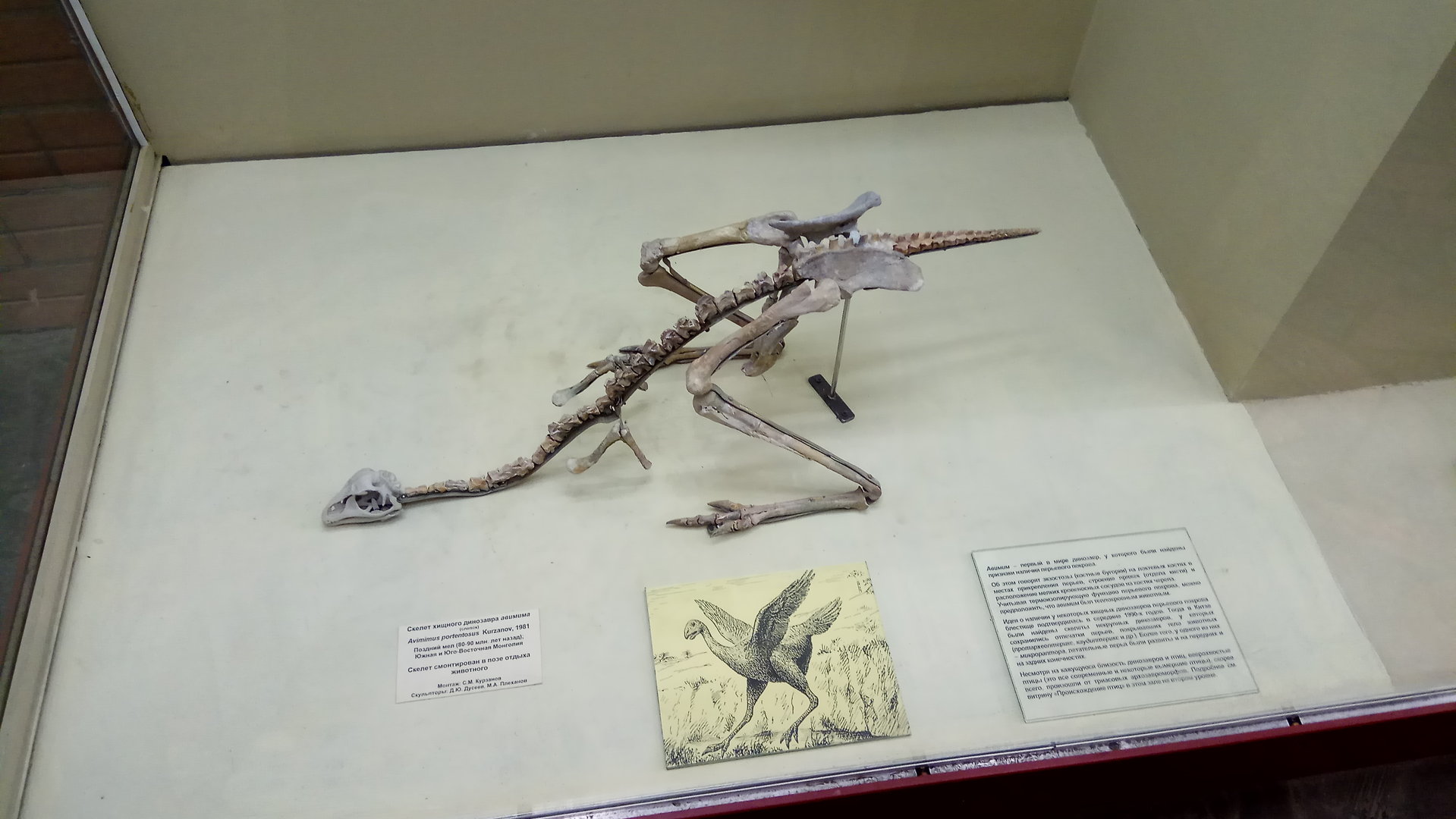 Avimimus portentosus skeleton (cast)
