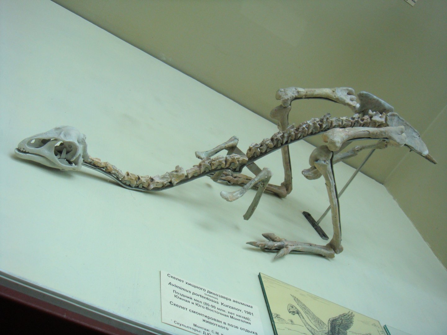 Avimimus portentosus skeleton (model)