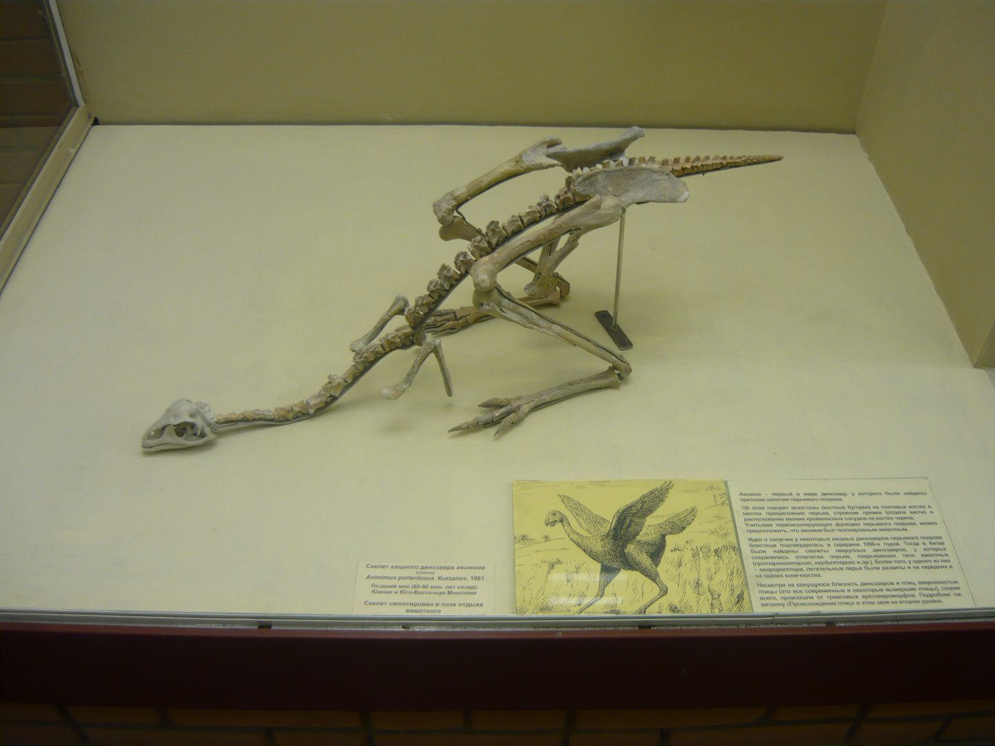 Avimimus portentosus skeleton (model)