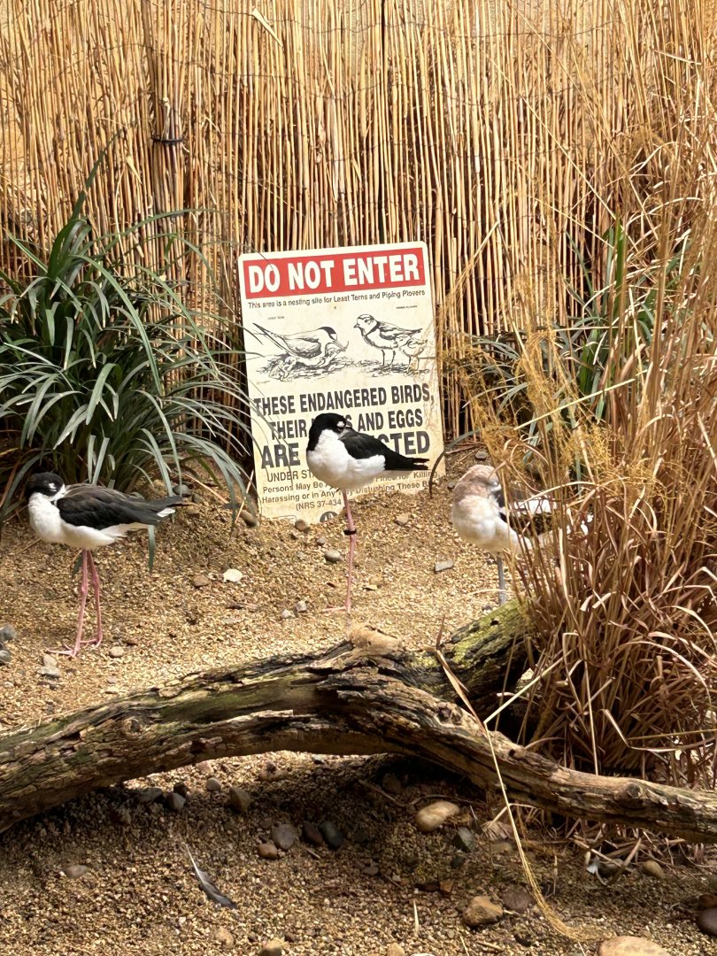 Avocet and black necked stilt