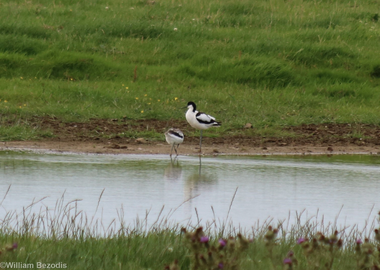Avocet and Chick - Spurn Head