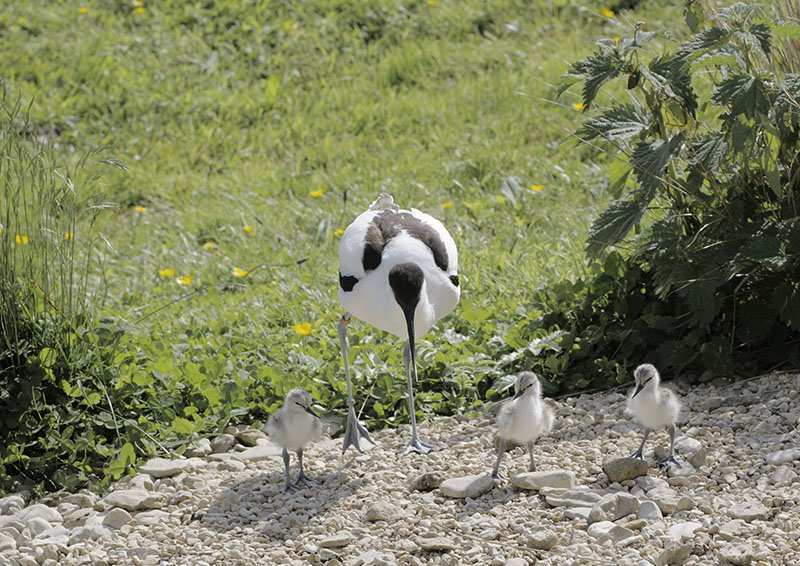 Avocet and chicks