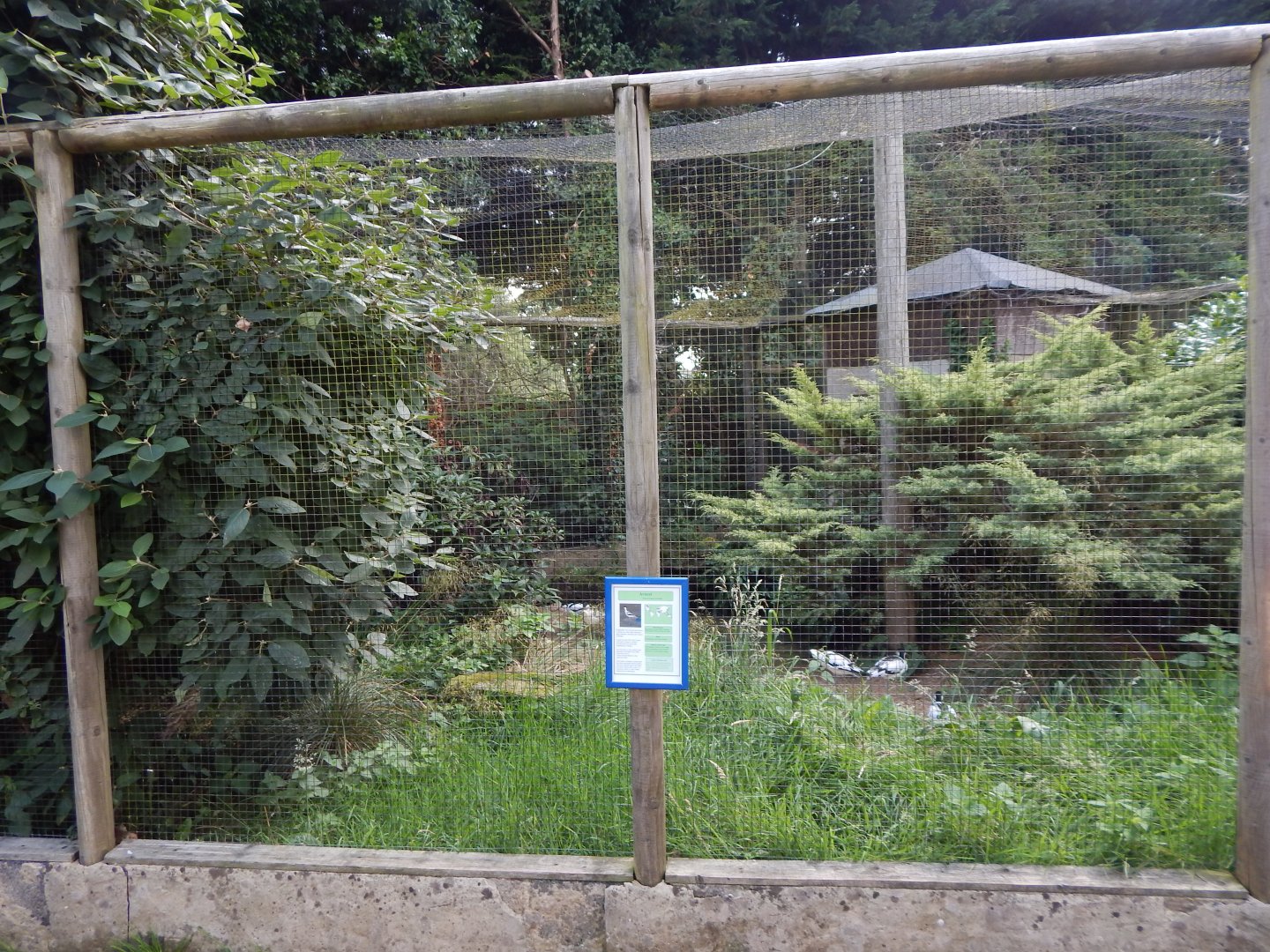 Avocet aviary 030821