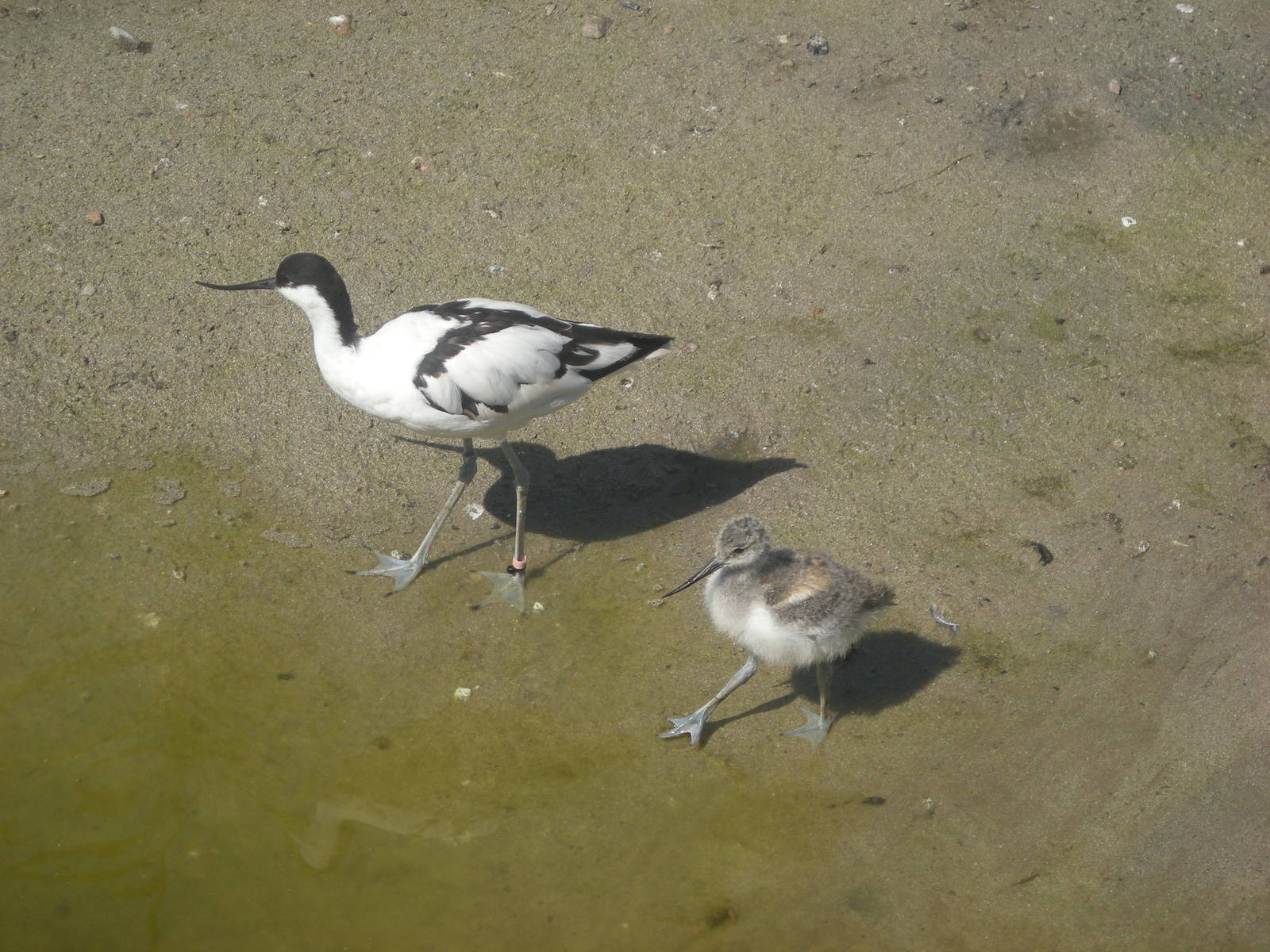 Avocet Chick & Parent 2010