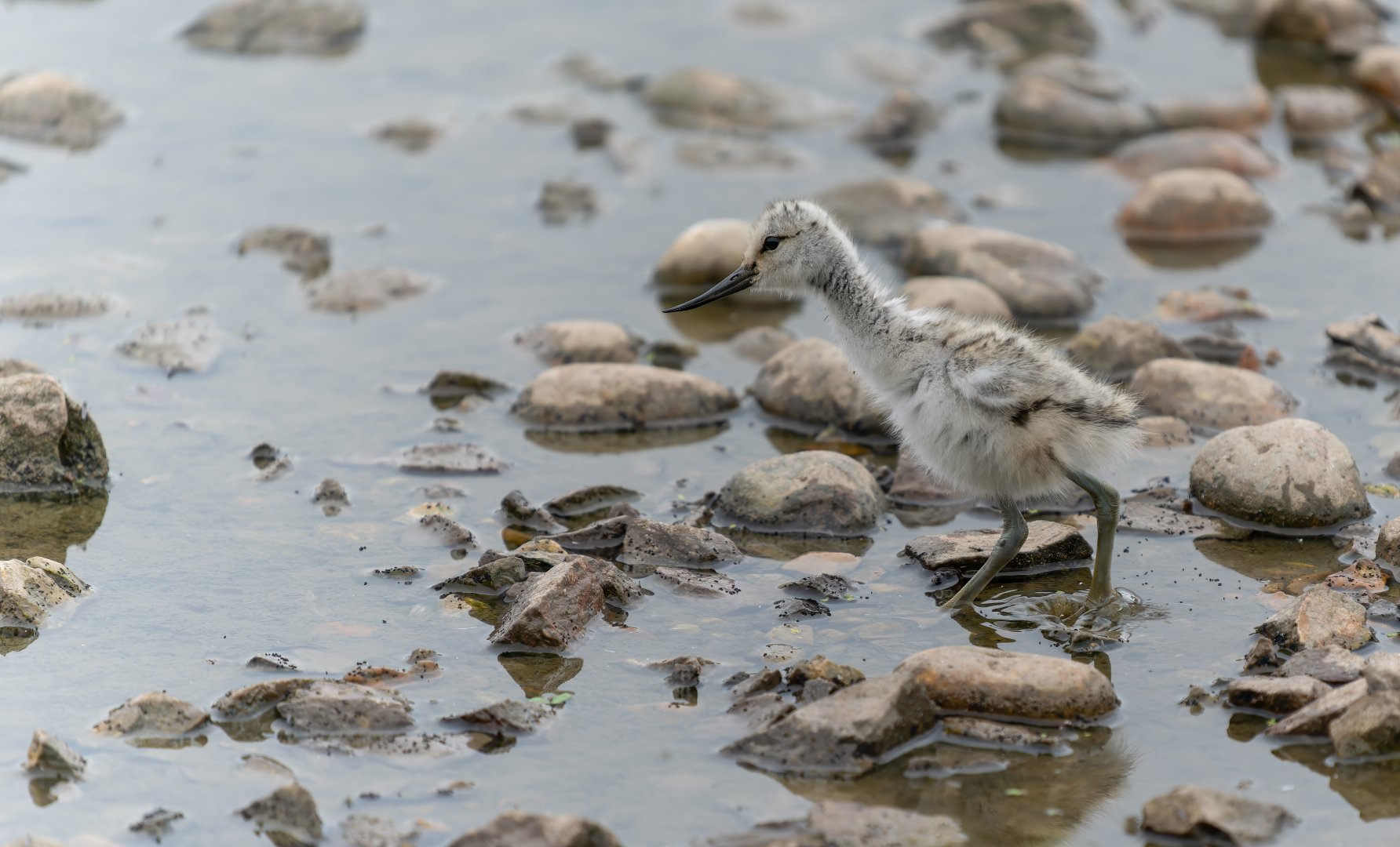 Avocet chick, wild, UK