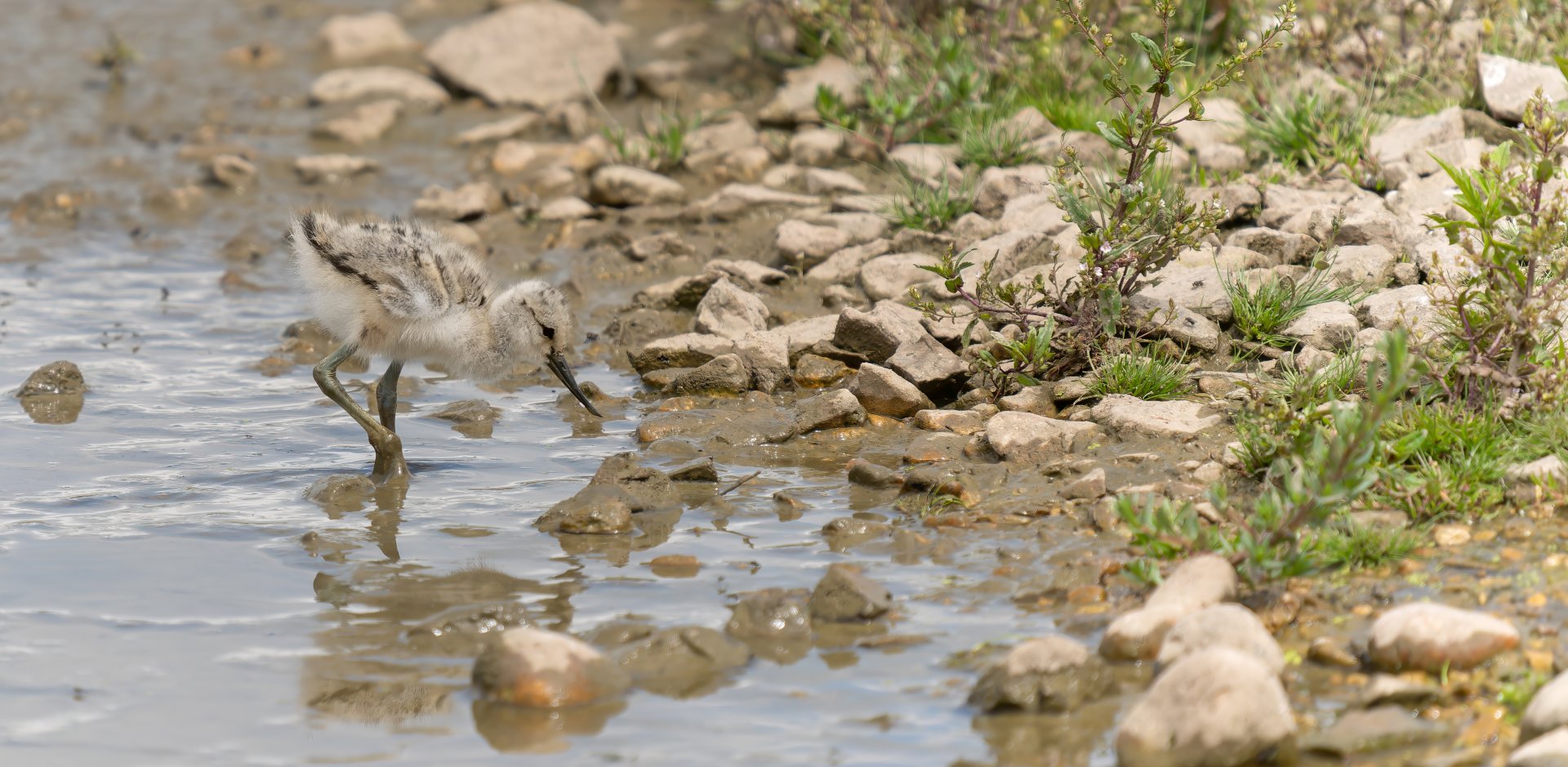 Avocet chick, wild, UK