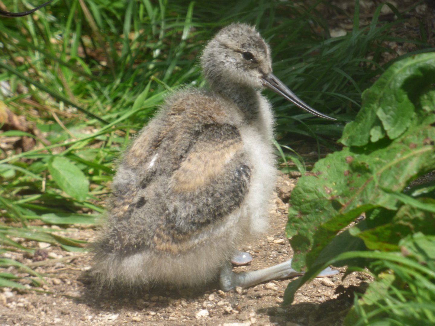 Avocet chick