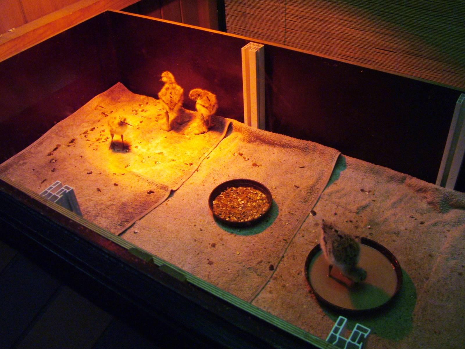 Avocet Chicks at Rheine, 03/06/12