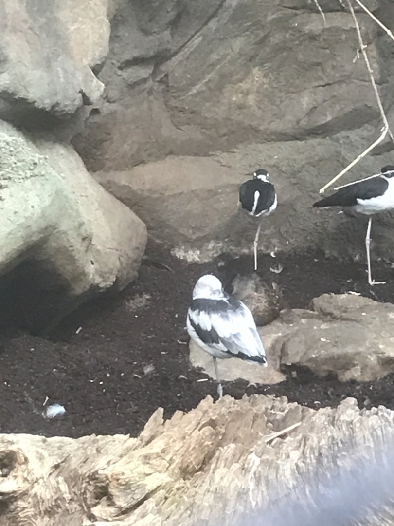 Avocet Id?