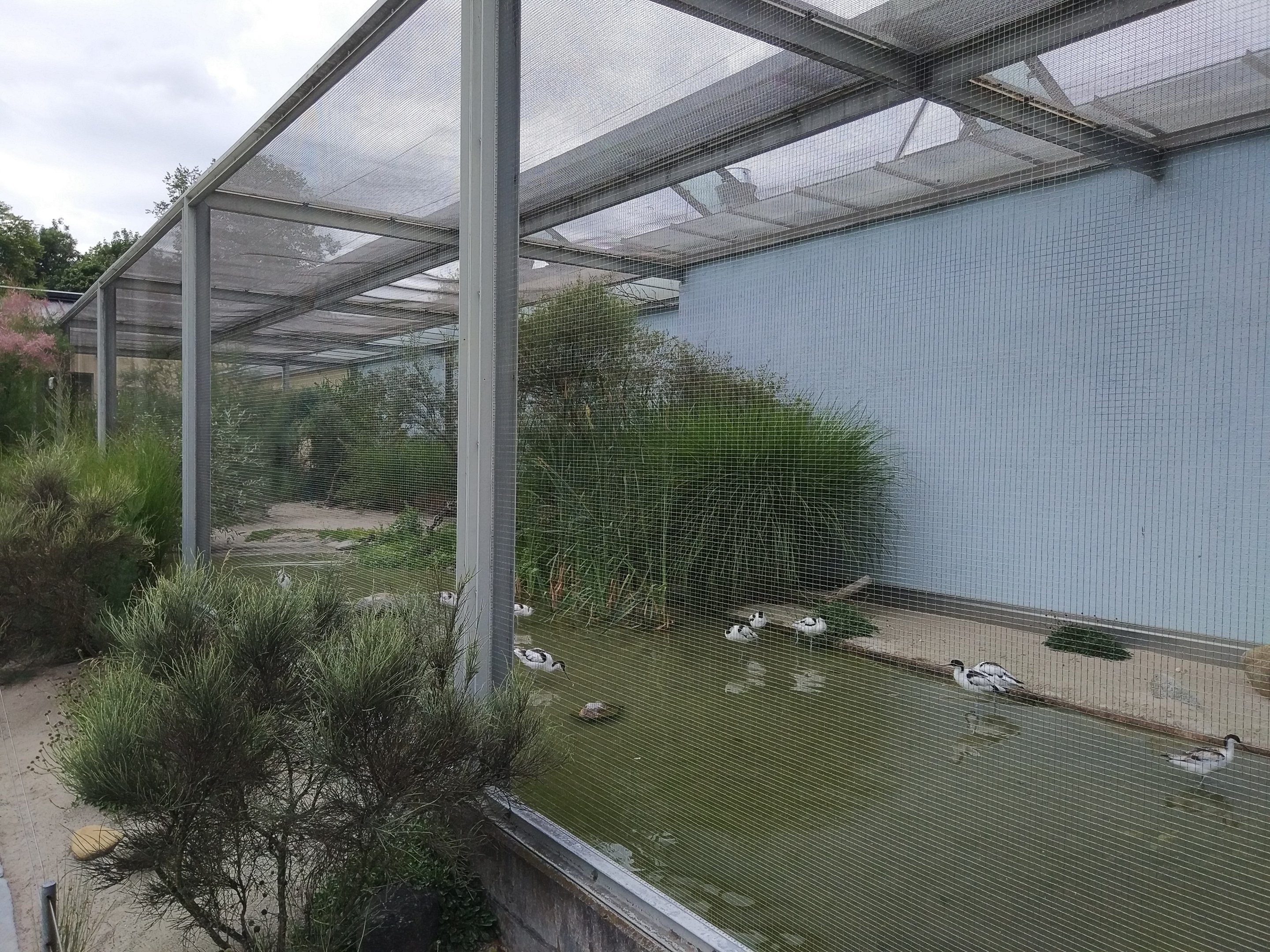 Avocet & Little Grebe aviary