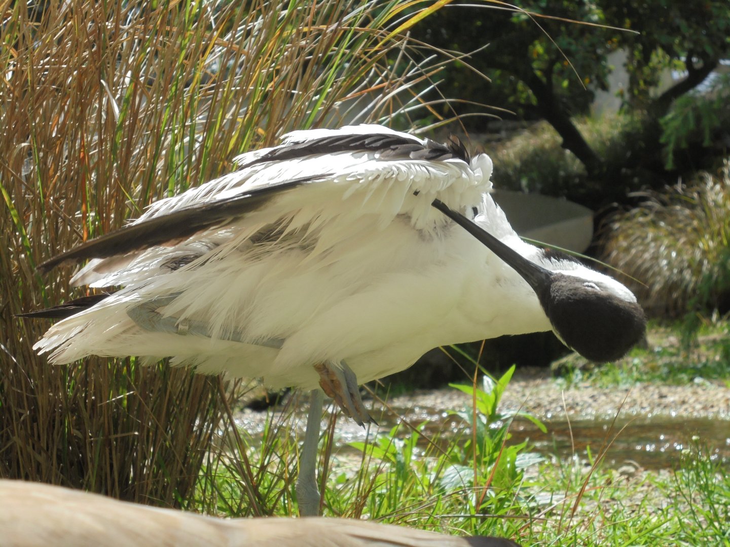 Avocet preening 2017.