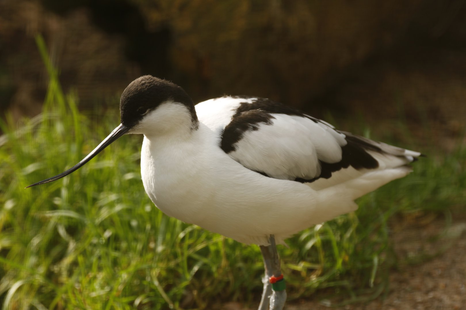 Avocet (Recurvirostra avosetta)
