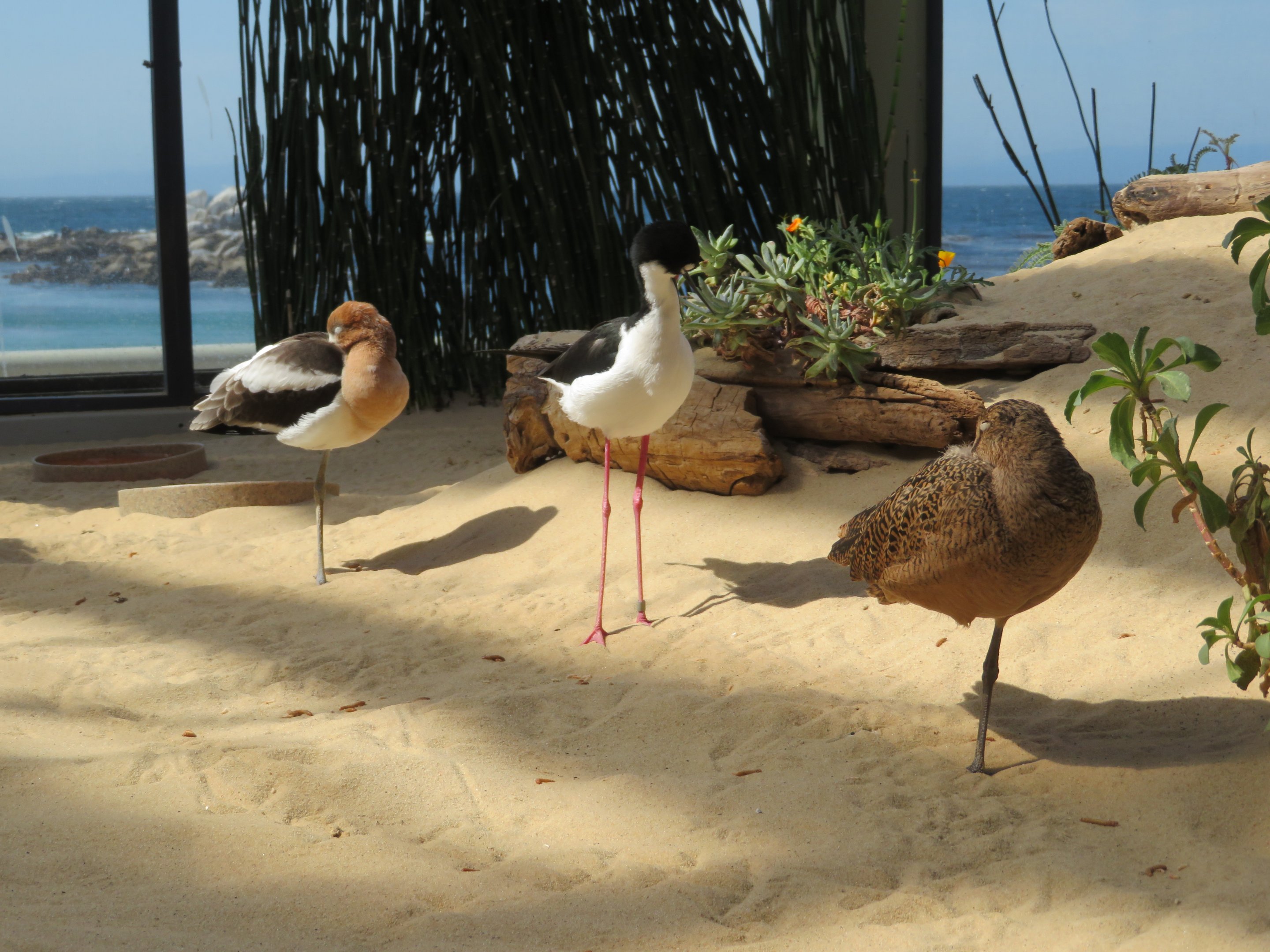 Avocet, Stilt, and Godwit