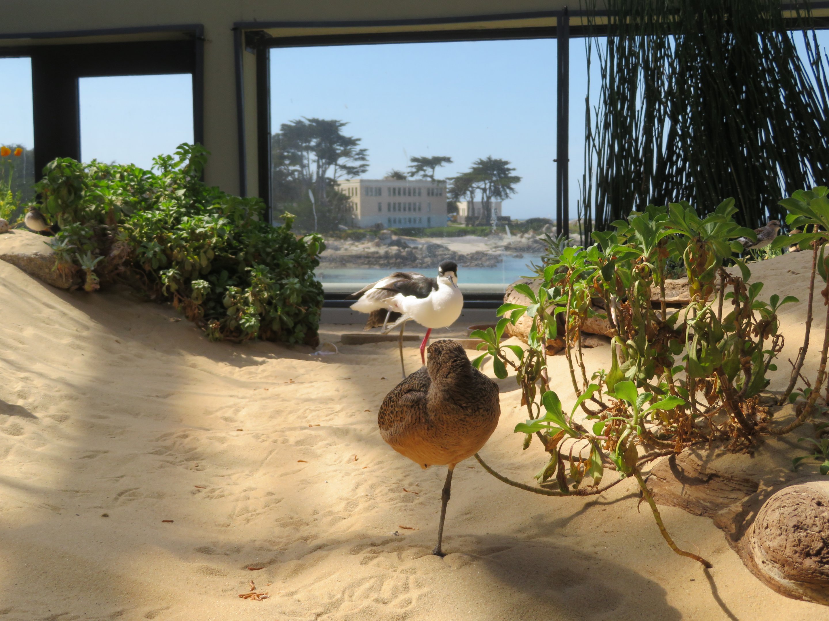 Avocet, Stilt, and Godwit