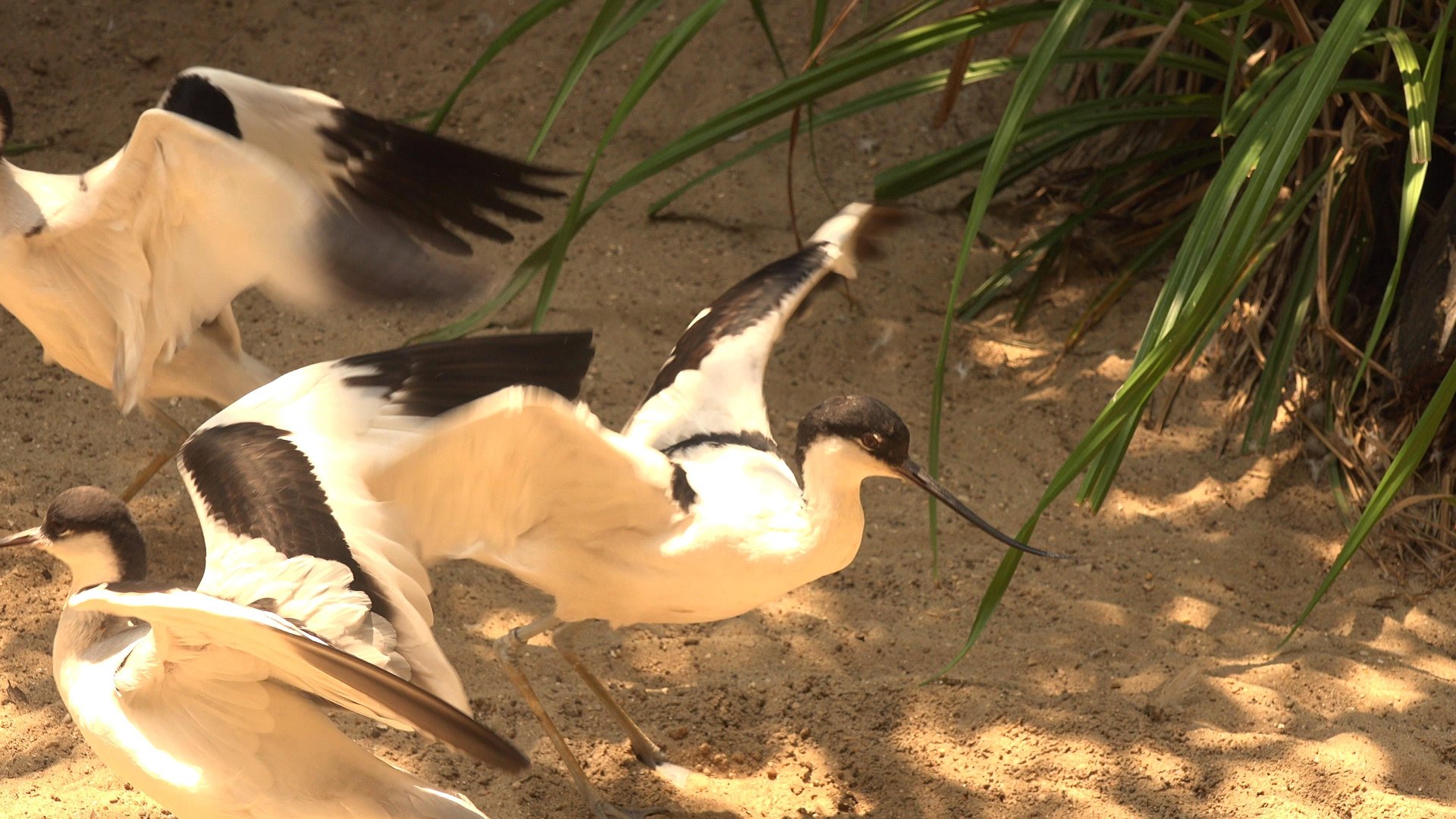 Avocet take off !