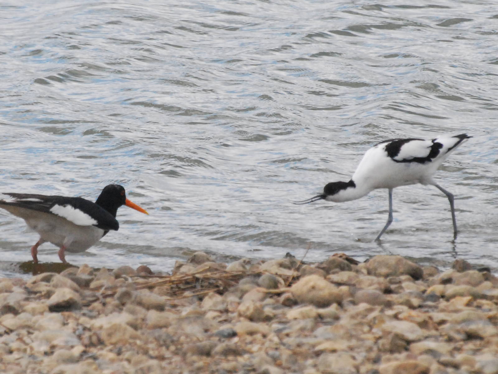 Avocet vs. oystercatcher