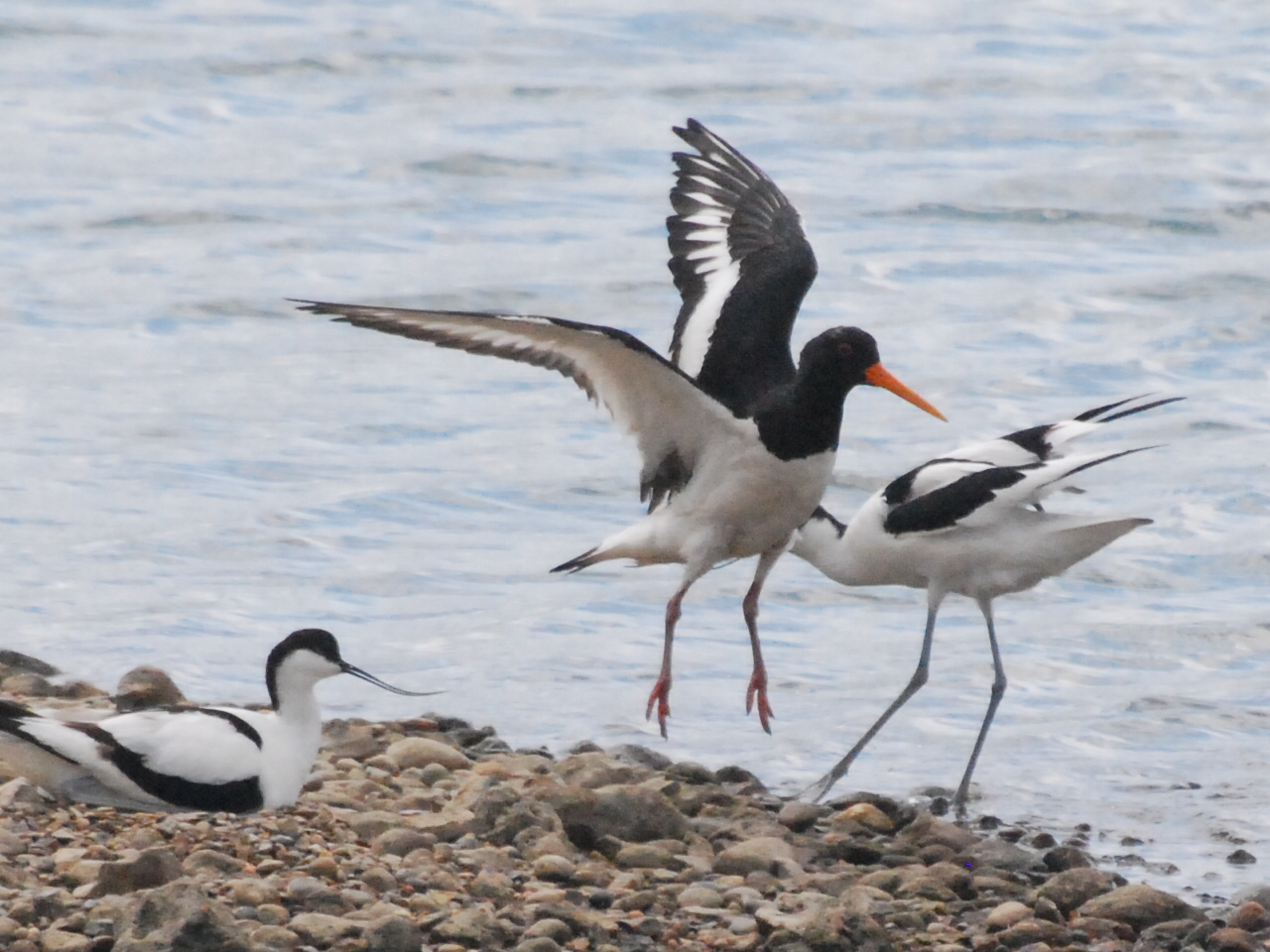 Avocet vs. oystercatcher