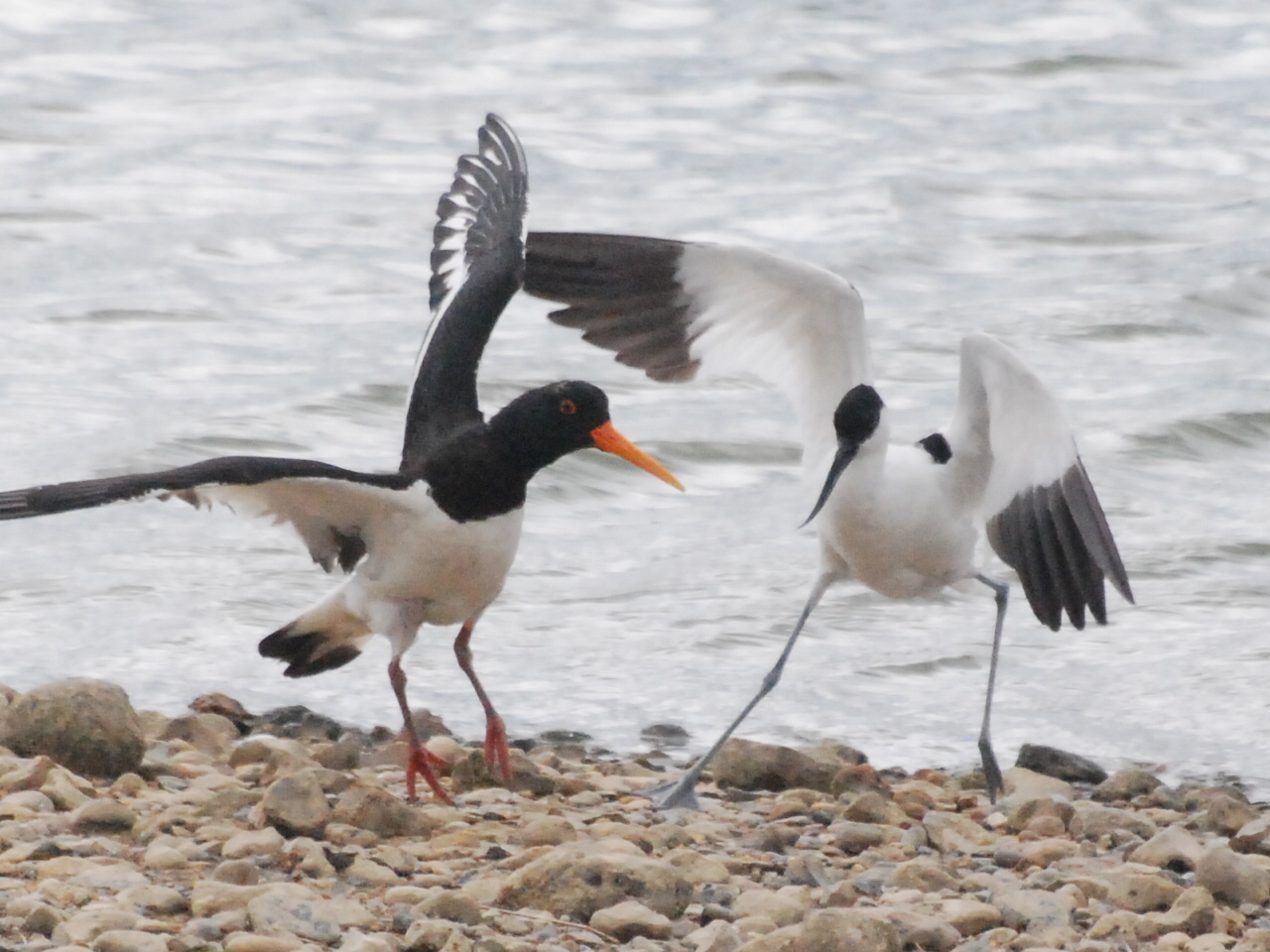 Avocet vs. oystercatcher