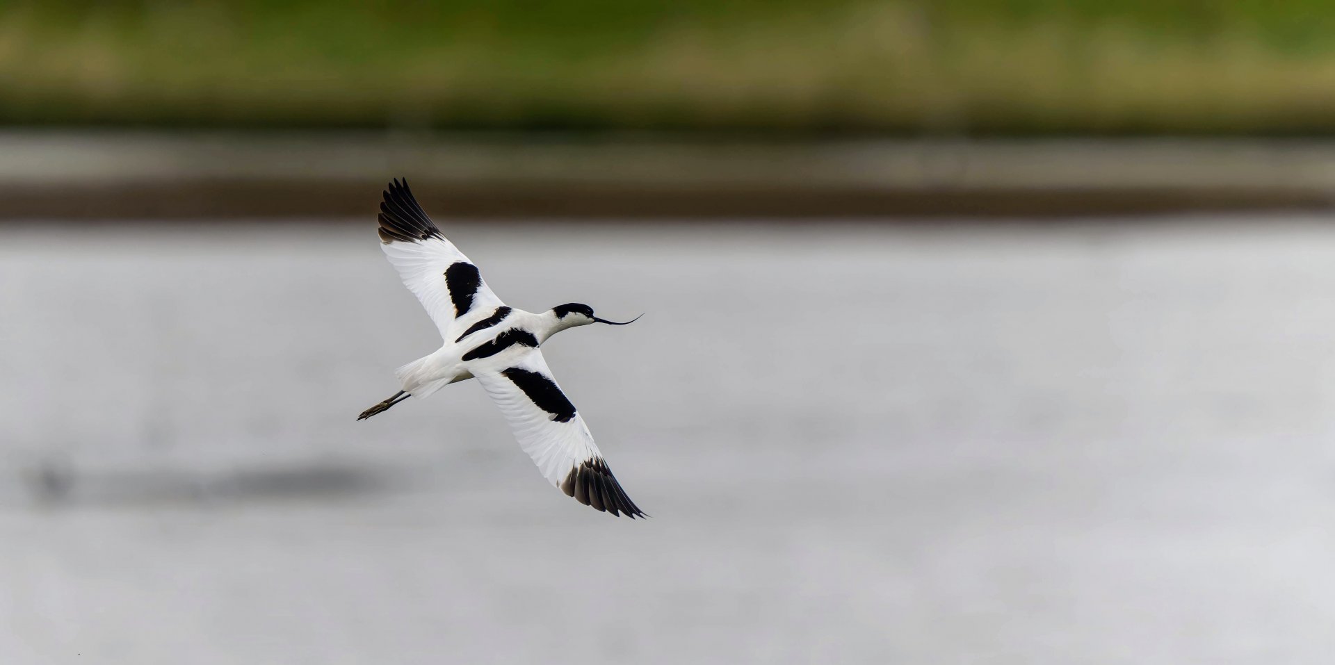 Avocet, wild, UK
