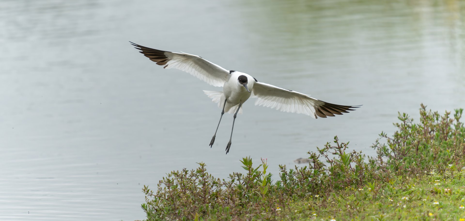 Avocet, wild, UK