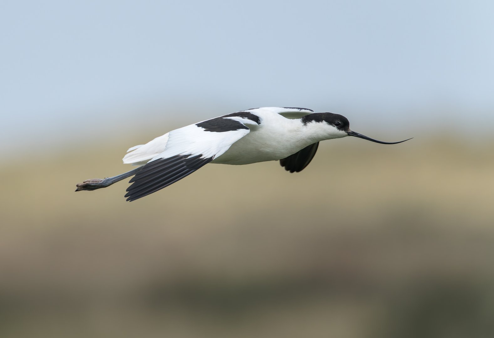 Avocet (wild) UK