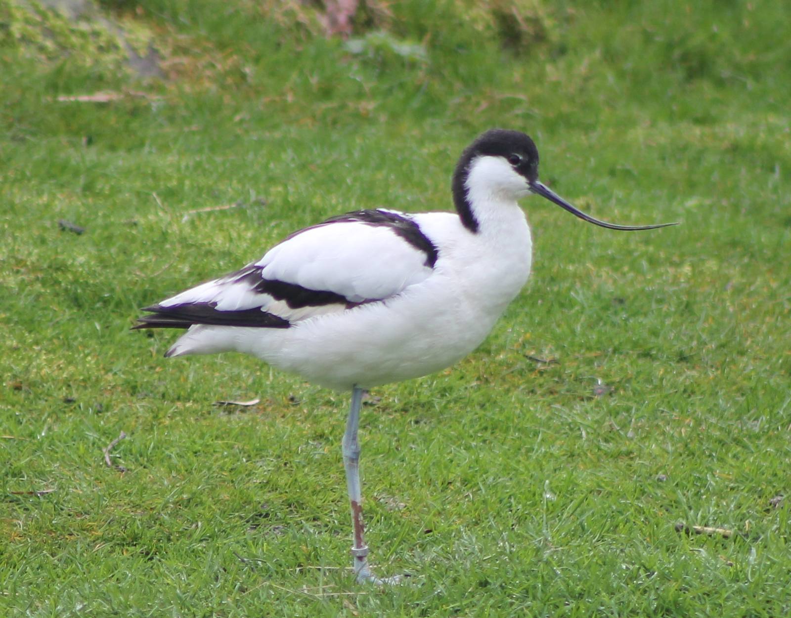 avocet