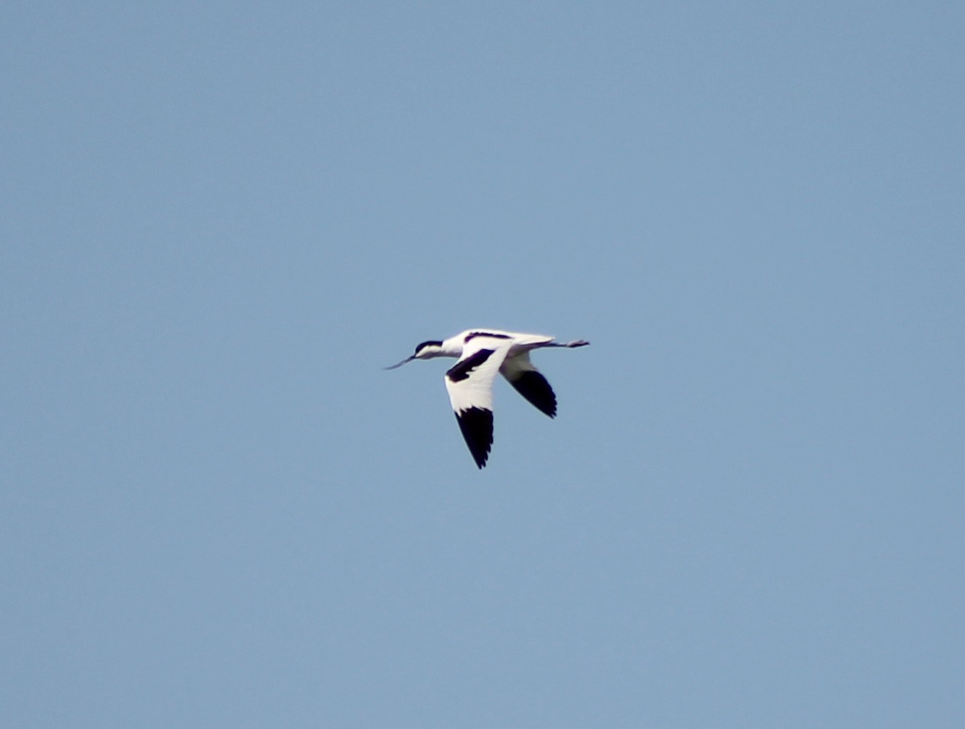 avocet