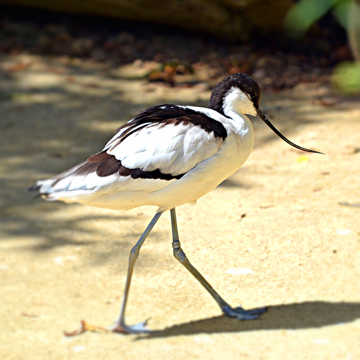 AVOCET