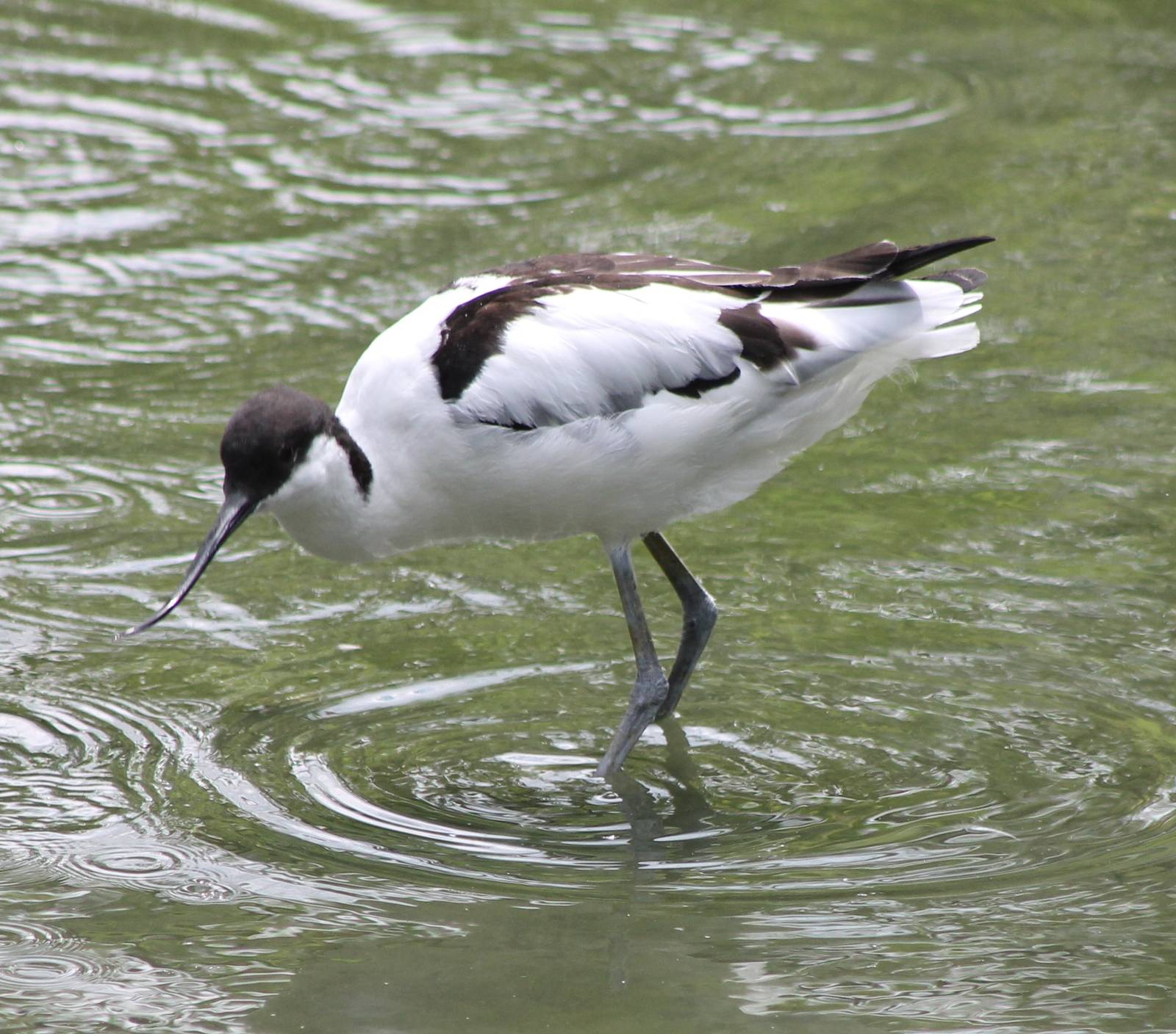 Avocet