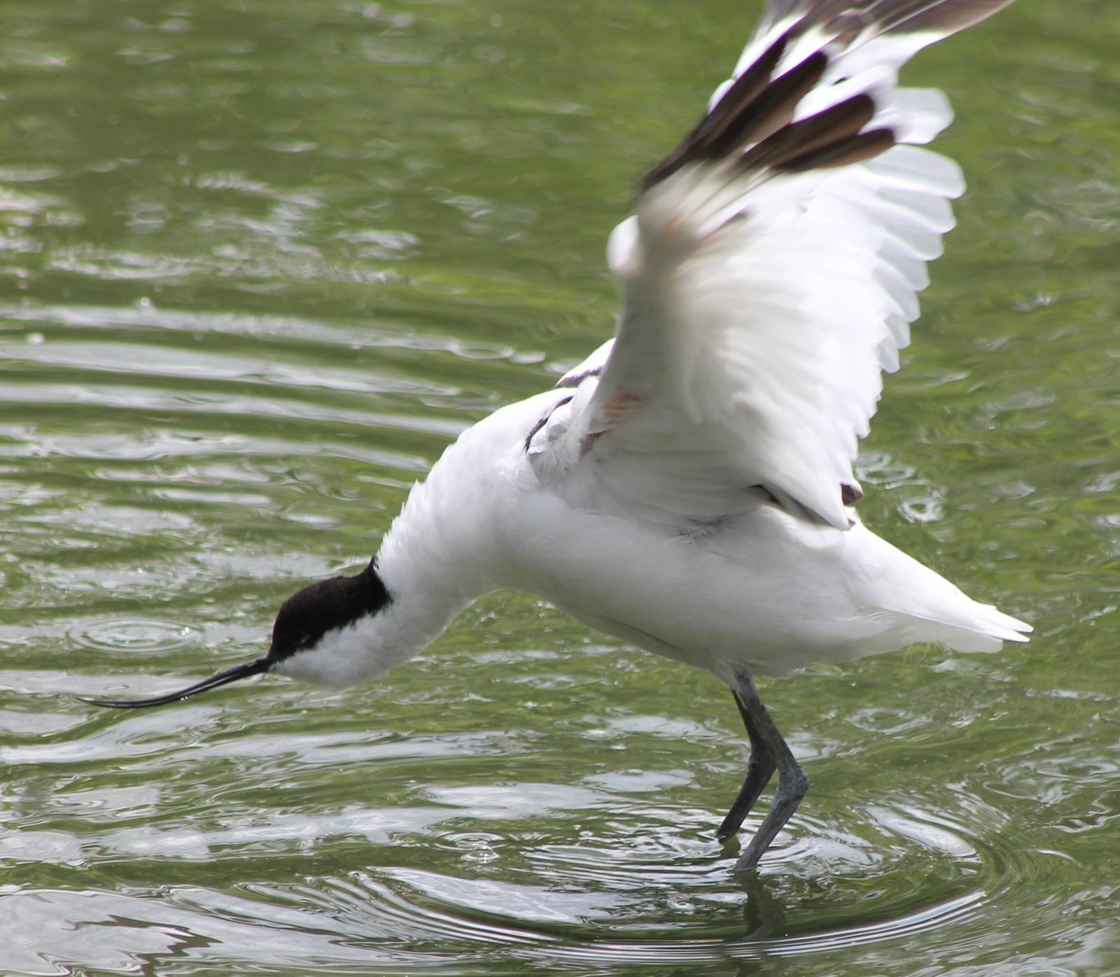Avocet