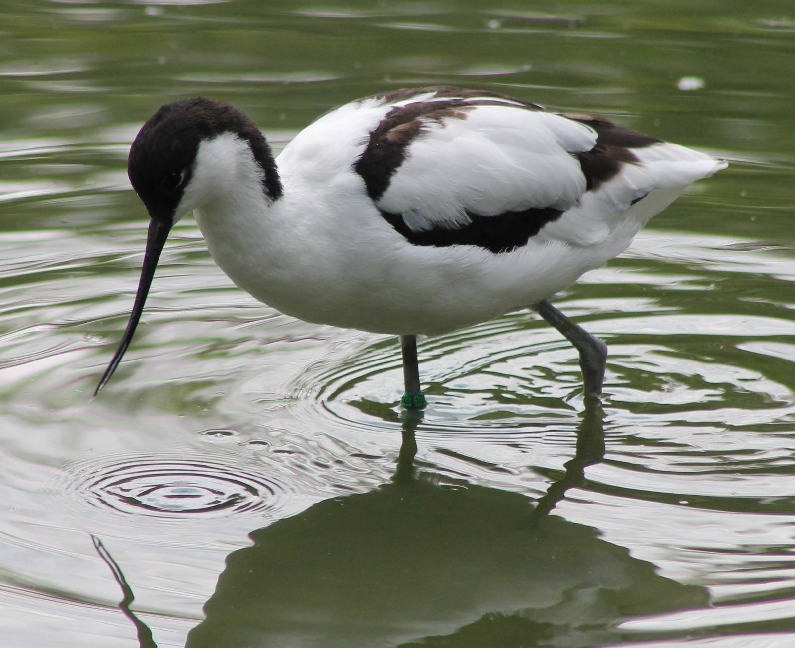 Avocet