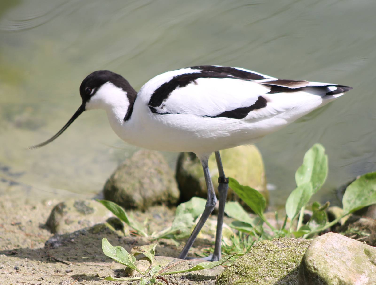 Avocet