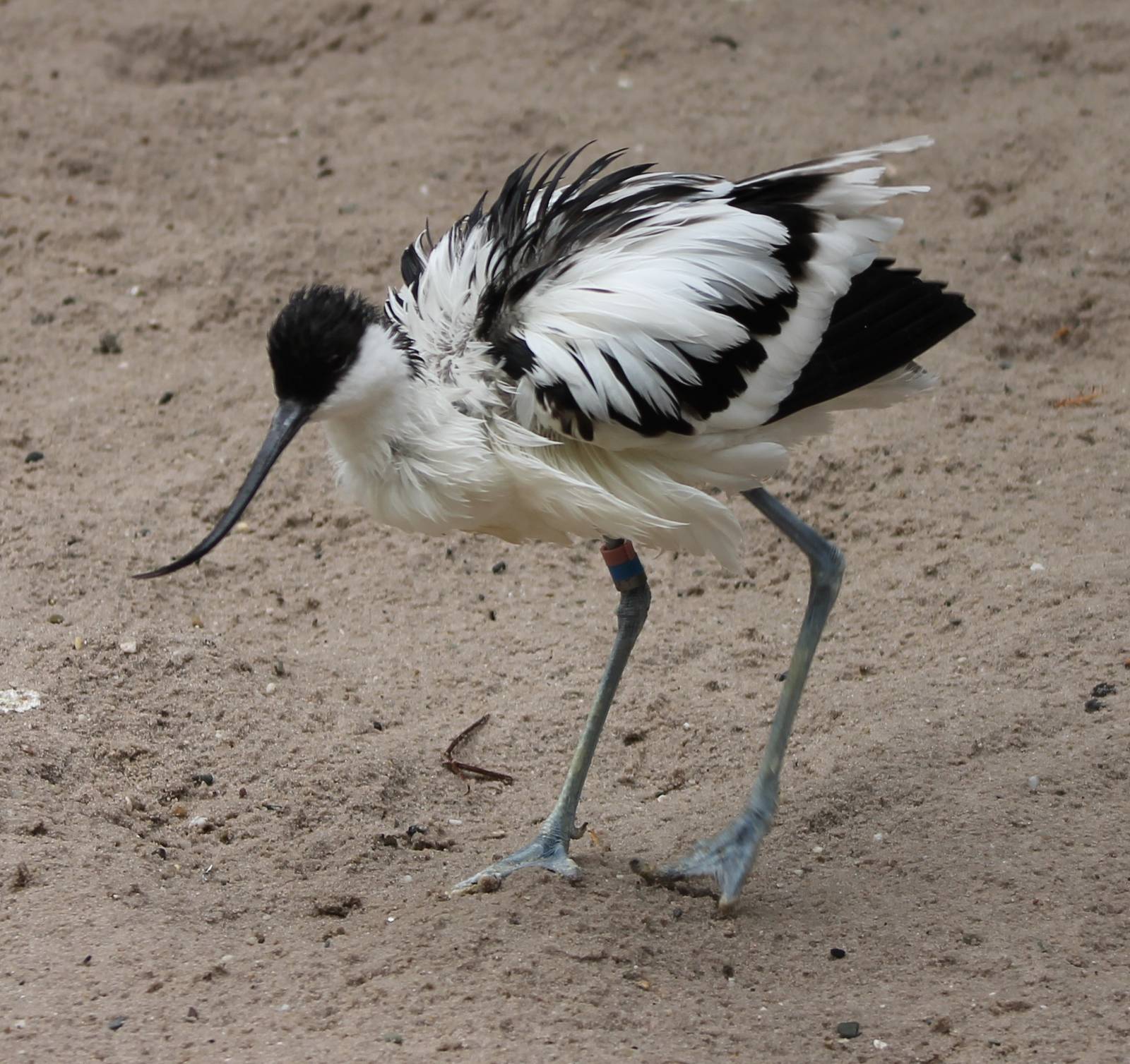 Avocet