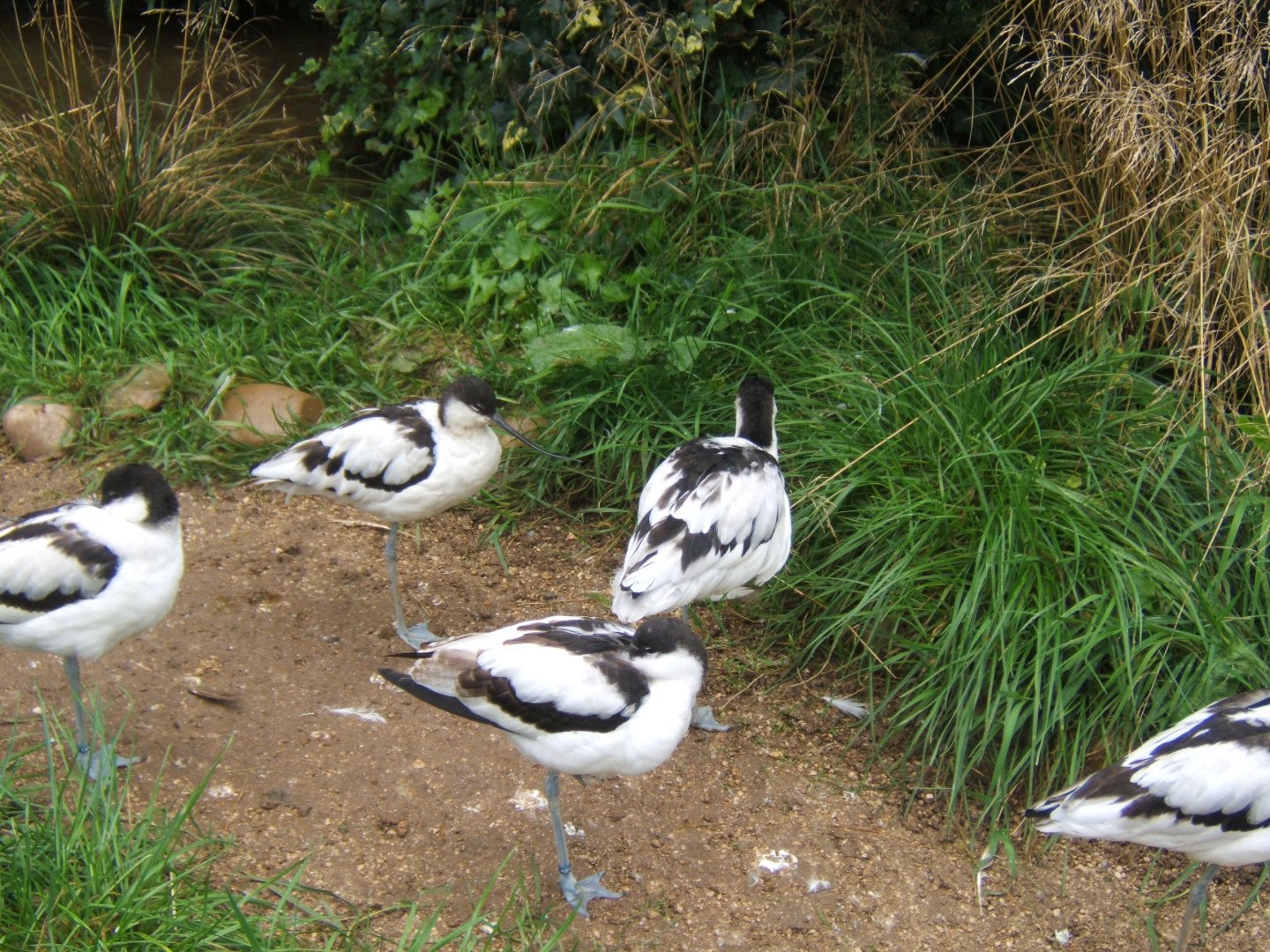 Avocets 10/09/2017
