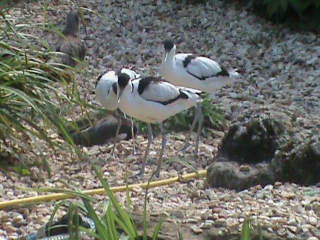 avocets 100711