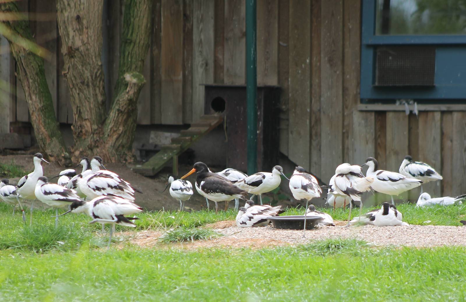Avocets and oystercatcher