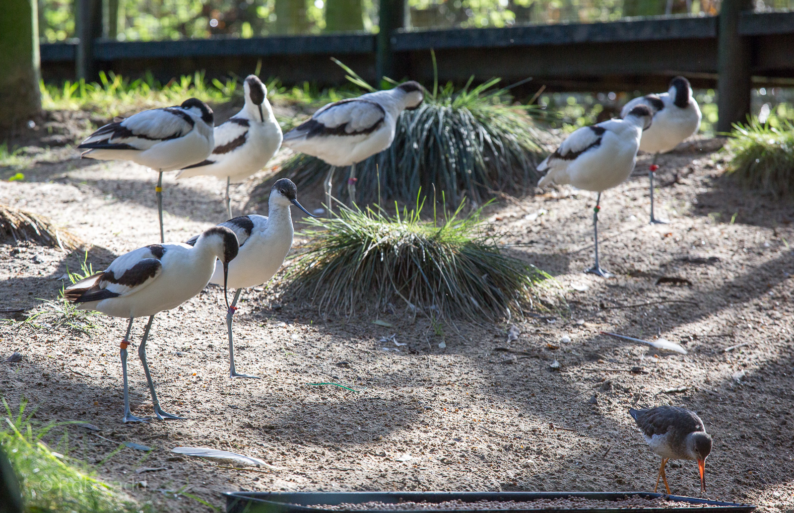 Avocets (and redshank) : Wildwood : 16 Oct 2014