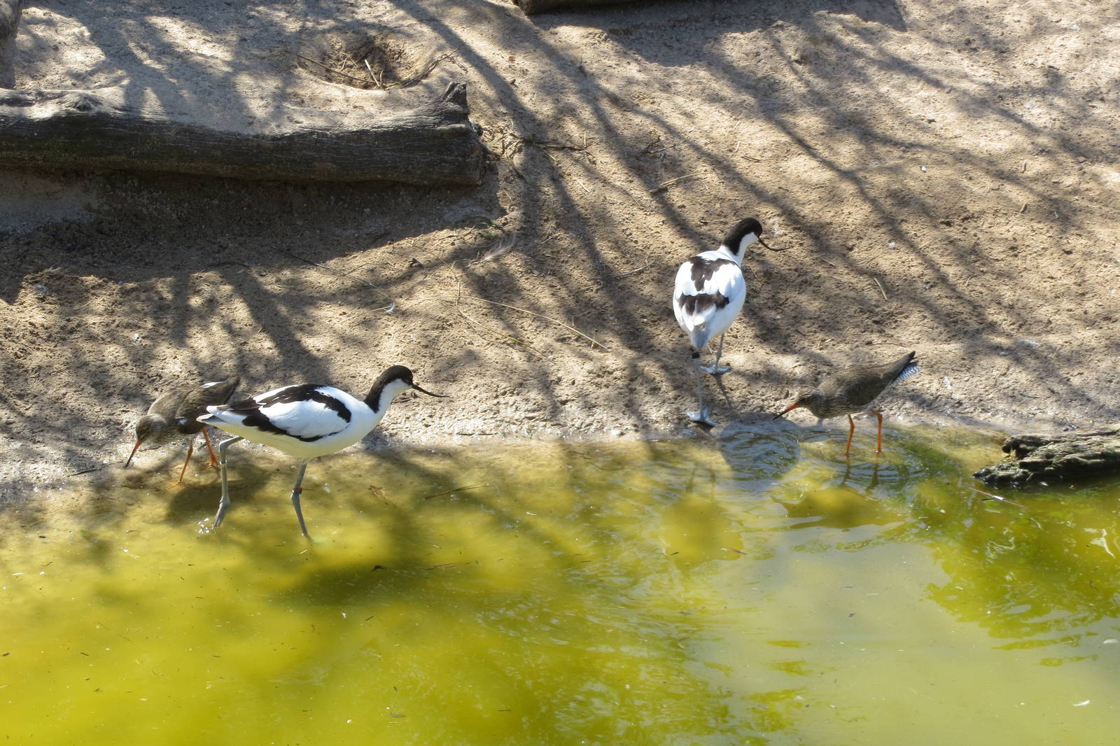 Avocets and Redshanks 160515