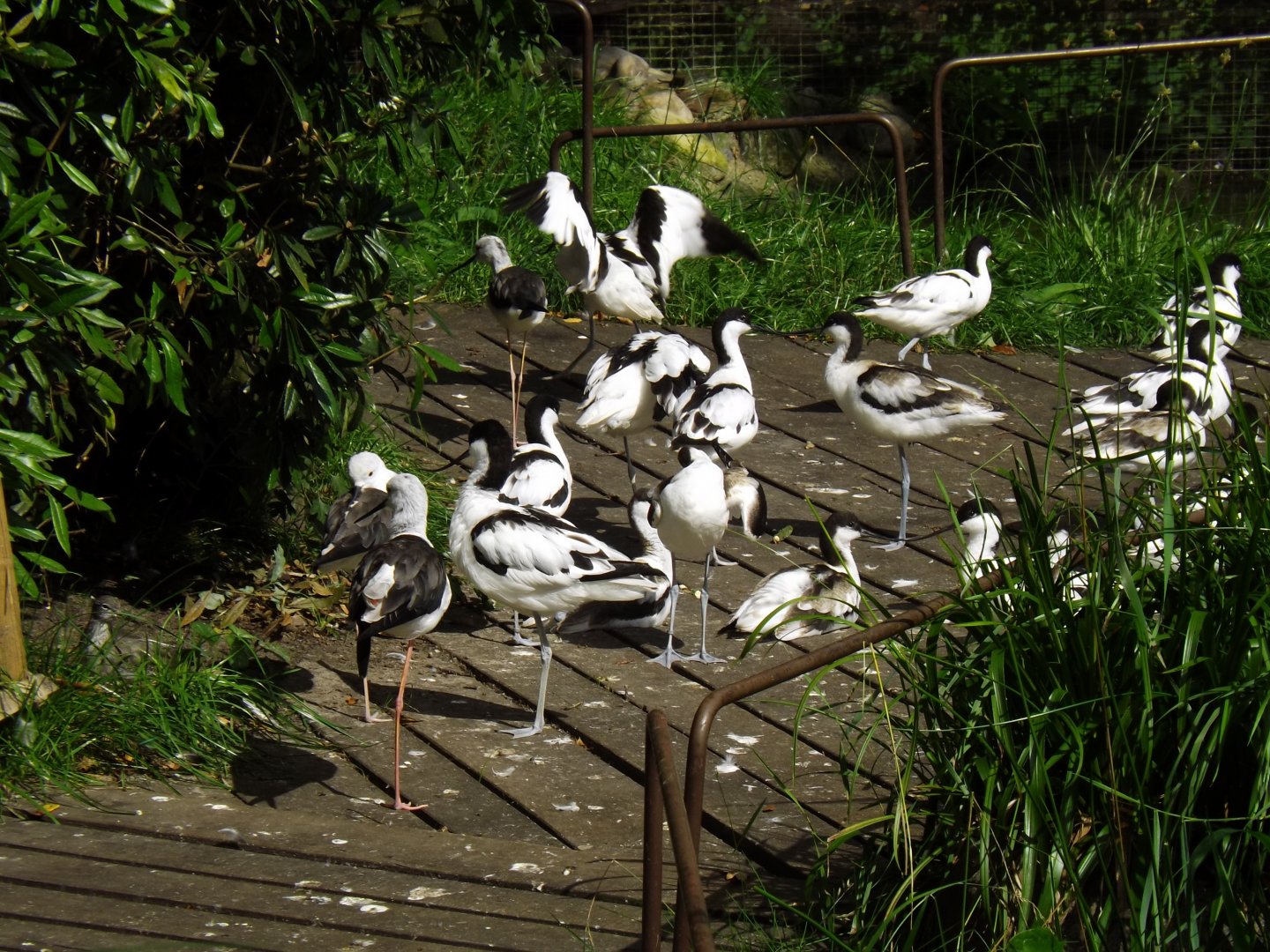 Avocets and stilts
