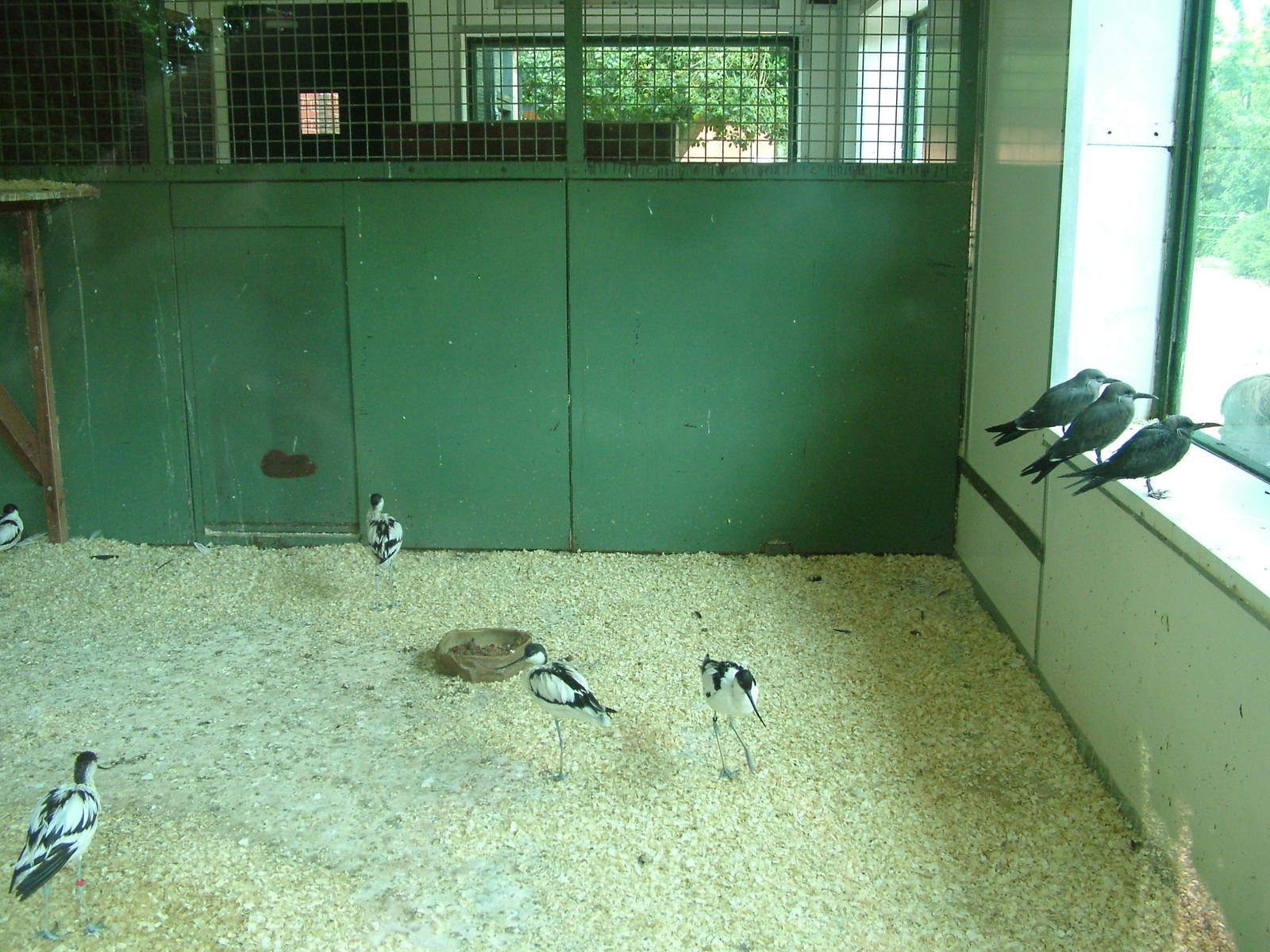 Avocets and Terns at Twycross, 18/06/11