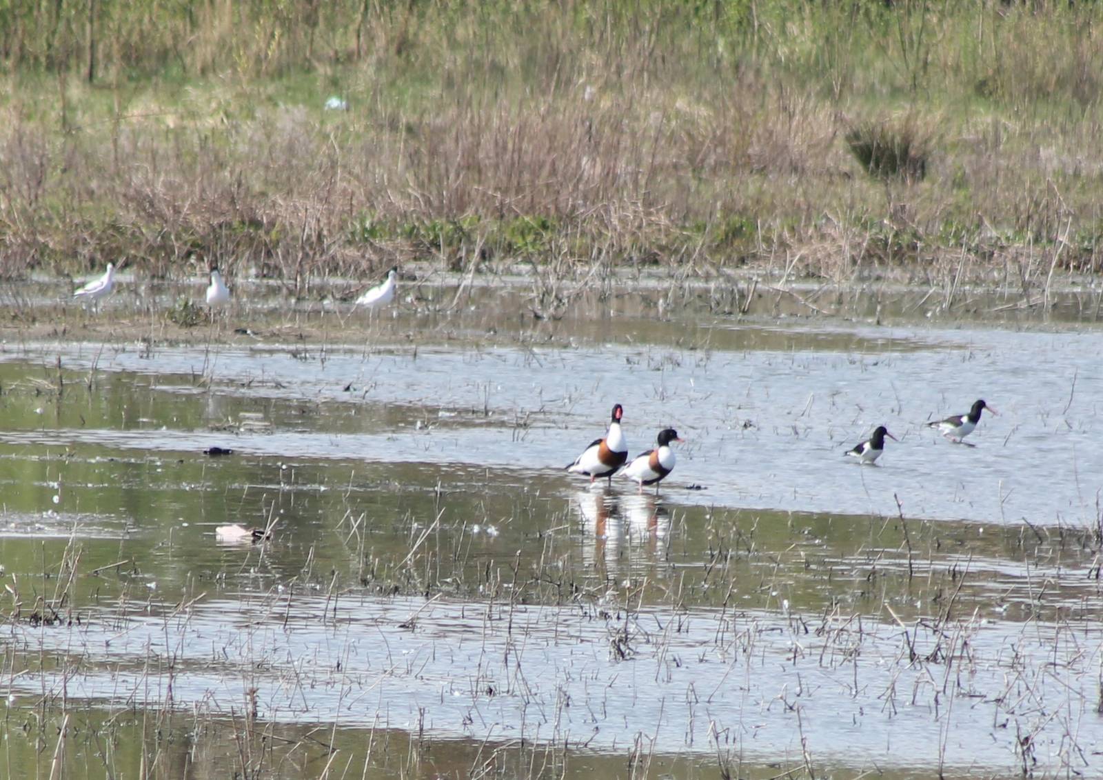 Avocets, Common shelducks and Oystercatchers